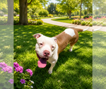 Small #3 Olde Bulldog
