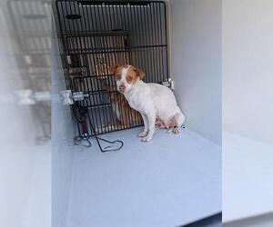 Chihuahua-Unknown Mix Dogs for adoption in Houston, TX, USA