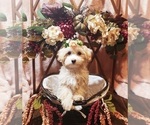 Small Photo #7 Maltese-Poodle (Toy) Mix Puppy For Sale in INDEPENDENCE, MO, USA