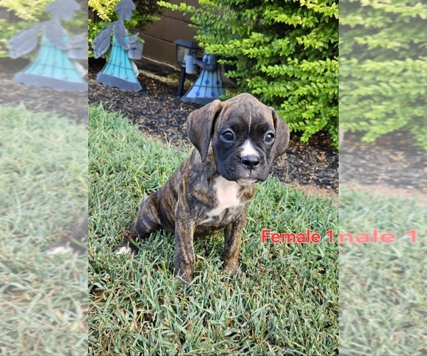 Medium Photo #1 Boxer Puppy For Sale in PELZER, SC, USA