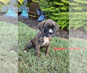Boxer Puppy for sale in PELZER, SC, USA