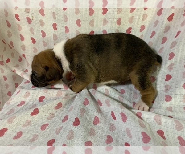 Medium Photo #2 Boxer Puppy For Sale in BRISCOE, MO, USA