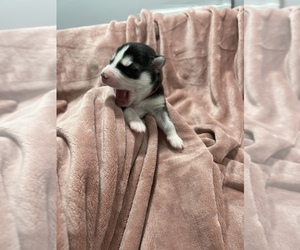 Siberian Husky Puppy for Sale in BUTLER, New Jersey USA