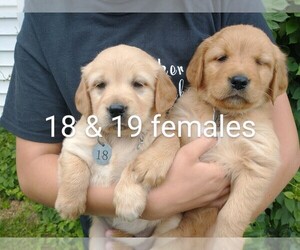 Golden Retriever Puppy for sale in CLINTONVILLE, WI, USA
