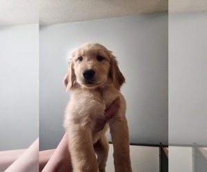 Golden Retriever Puppy for sale in AMHERST, NY, USA
