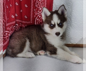 Siberian Husky Puppy for sale in MOUNT AYR, IA, USA