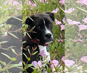 American Staffordshire Terrier-Labrador Retriever Mix Dogs for adoption in Newport Beach, CA, USA