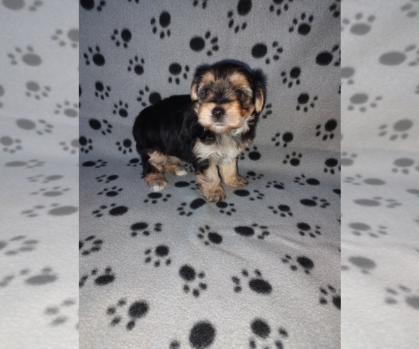 Medium Photo #7 Morkie Puppy For Sale in LAPEER, MI, USA