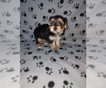 Small #6 Morkie