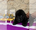 Small Photo #2 Bernefie (pronounced burn-ah-fee) Puppy For Sale in SPRING BRANCH, TX, USA