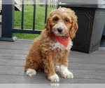 Small #3 Cockapoo