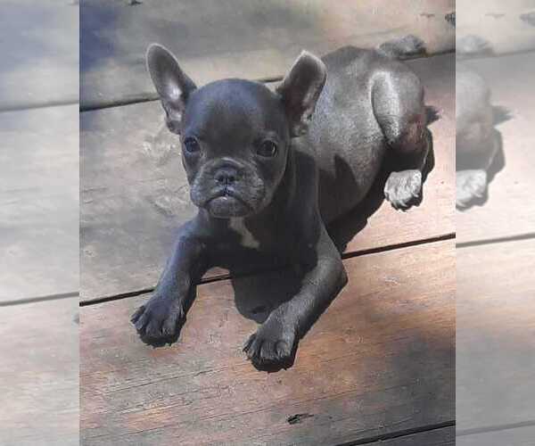 Medium Photo #1 French Bulldog Puppy For Sale in COTTAGEVILLE, SC, USA