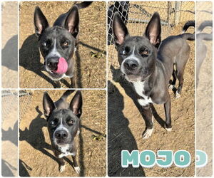 Siberian Husky-Unknown Mix Dogs for adoption in Pierceton , IN, USA