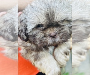Shih Tzu Puppy for sale in CONCORD, NC, USA