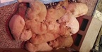 Small Photo #2 Goldendoodle Puppy For Sale in CITRUS HEIGHTS, CA, USA