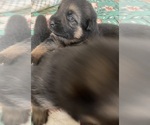 Small Photo #9 German Shepherd Dog Puppy For Sale in KENNESAW, GA, USA