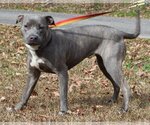Small Photo #3 American Pit Bull Terrier-Huskies  Mix Puppy For Sale in Prattville, AL, USA