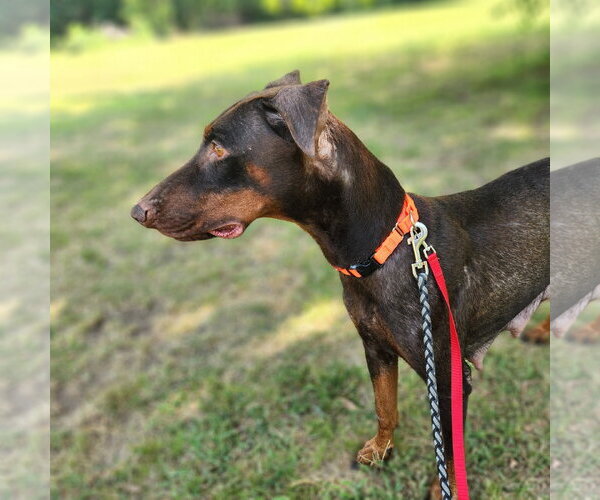 Medium Photo #6 Doberman Pinscher Puppy For Sale in Minneaoplis, MN, USA