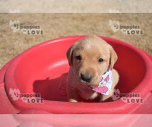 Labrador Retriever Puppy for sale in SANGER, TX, USA