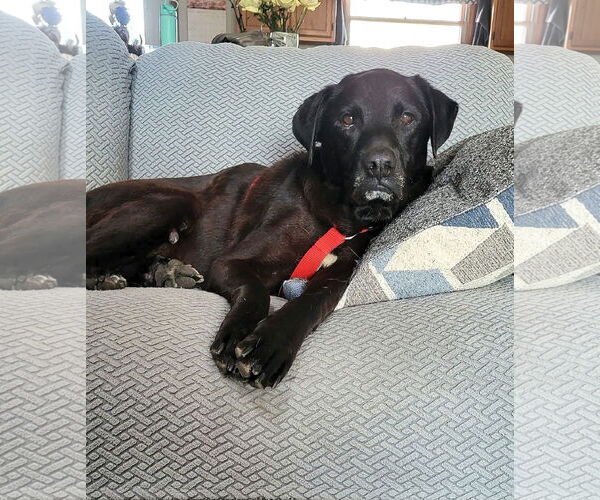 Medium Photo #9 Labrador Retriever-Unknown Mix Puppy For Sale in Germantown, OH, USA