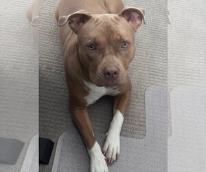 American Pit Bull Terrier-Unknown Mix Dogs for adoption in Chandler, AZ, USA