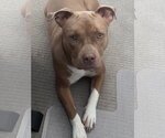 LOLA #16 - Female American Pit Bull Terrier-Unknown Mix Dog for Adoption - Small photo