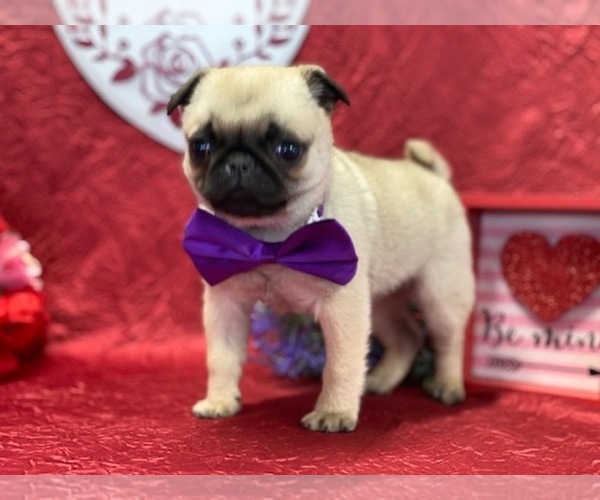 Medium Photo #2 Pug Puppy For Sale in LANCASTER, PA, USA