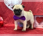 Small Photo #2 Pug Puppy For Sale in LANCASTER, PA, USA