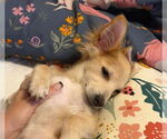 Small #1 Chihuahua Mix