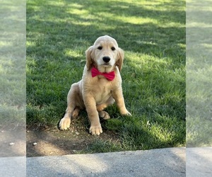 Golden Retriever Puppy for sale in LANCASTER, PA, USA