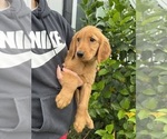 Small Photo #3 Golden Retriever Puppy For Sale in CHAMPIONS GATE, FL, USA