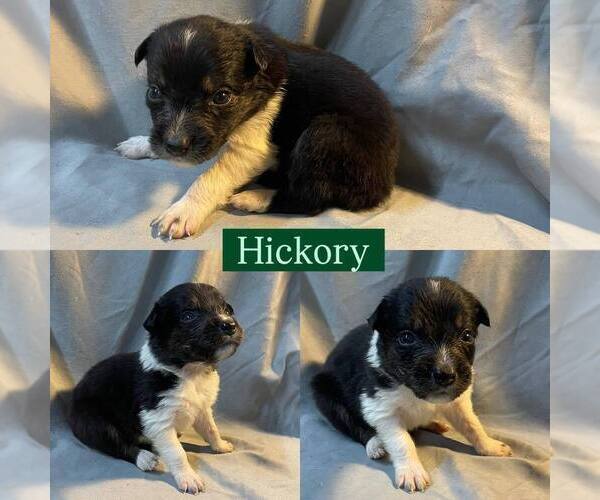 Medium Photo #7 Border Collie Puppy For Sale in BUCKLEY, WA, USA