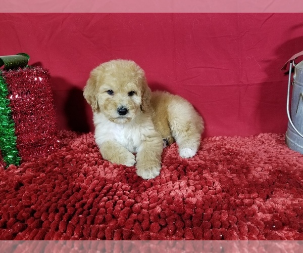 Medium Photo #3 Poodle (Standard) Puppy For Sale in COLORADO SPRINGS, CO, USA