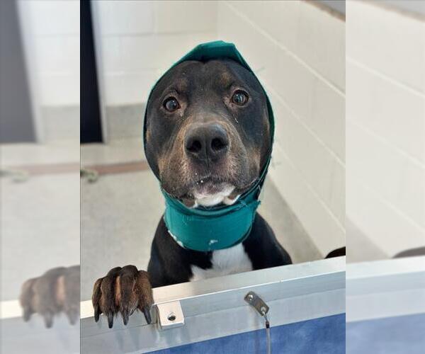 Medium Photo #1 Rottweiler-Unknown Mix Puppy For Sale in Fort Collins, CO, USA