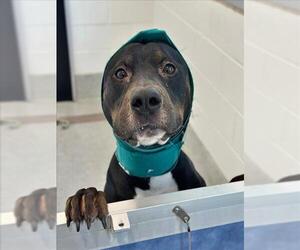 Rottweiler-Unknown Mix Dogs for adoption in Fort Collins, CO, USA