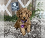 Small Photo #4 Poodle (Standard) Puppy For Sale in WOLCOTT, IN, USA