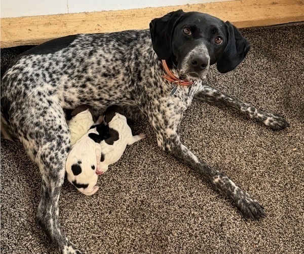 Medium Photo #1 German Shorthaired Pointer Puppy For Sale in WOODSTOCK, CT, USA