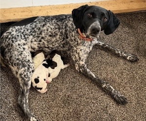 Mother of the German Shorthaired Pointer puppies born on 07/18/2026
