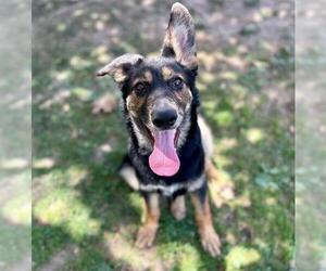 SANDY - Female German Shepherd Dog Dog for Adoption - Photo #3