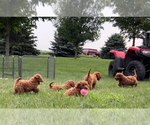 Small #10 Goldendoodle (Miniature)