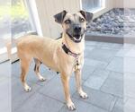 Small #13 Mutt