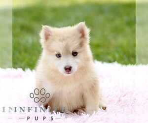 Pomsky Puppy for sale in PARKESBURG, PA, USA