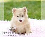 Small Pomsky