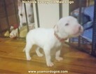 Small Photo #4 Dogo Argentino Puppy For Sale in PINEVILLE, MO, USA