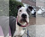 Small Photo #4 American Bulldog-American Staffordshire Terrier Mix Puppy For Sale in Atlanta, GA, USA