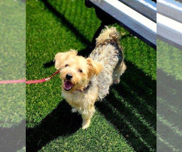 Medium Photo #2 Mutt Puppy For Sale in Perth Amboy, NJ, USA