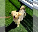 Small #1 Mutt