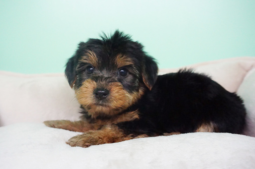 Medium Photo #2 Yorkshire Terrier Puppy For Sale in LA MIRADA, CA, USA