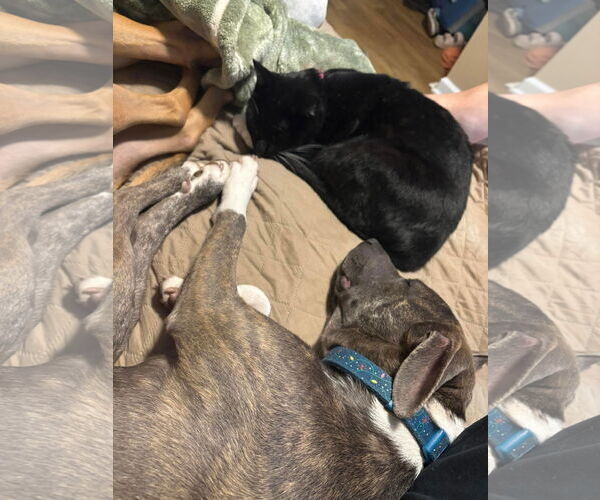 Medium Photo #12 American Pit Bull Terrier-Chihuahua Mix Puppy For Sale in Germantown, OH, USA