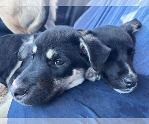 Six - Female Shepradors Dog for Adoption - Photo #8
